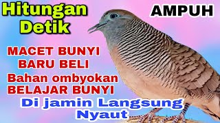 pancingan burung perkutut lokal gacor sangat ampuh untuk macet bunyi.