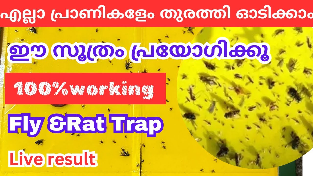 🪳🪰ഇനി ഈച്ച ശല്യം ഉണ്ടാവില്ല ഇങ്ങനെ ചെയ്യൂ.#flytrap#rattrap  #easytricks