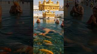 अमृतसर का स्वर्ण मंदिर 🙏#goldentemple #youtubeshorts #wahguru #gurbani #wmk @VM.creation16