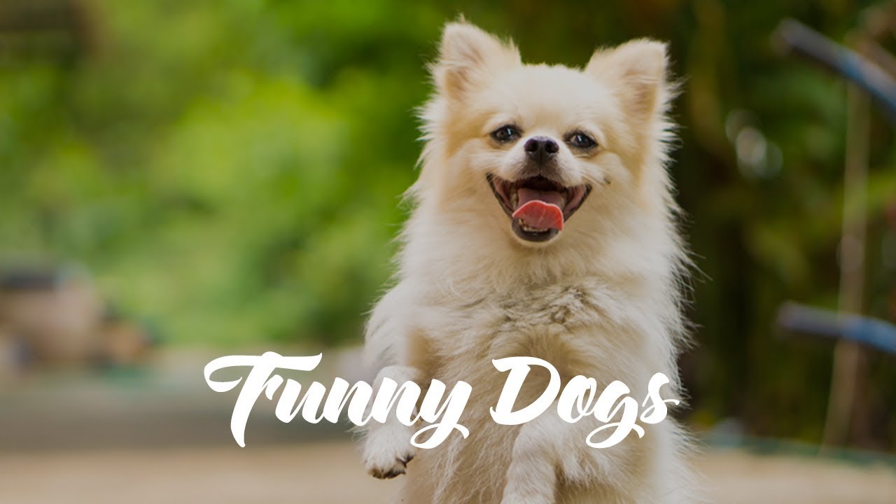 cute cats for sale Cute and Funny Dogs 2019