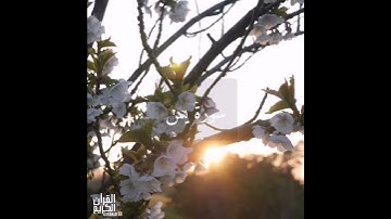 سورة : يس القارئ : أحمد العبيد