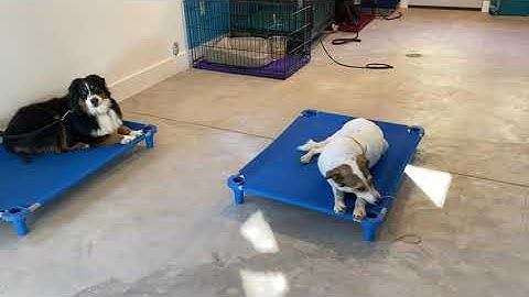 Teaching a Dog to Stay: Duration, Distance and Distraction