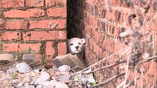 A wary stray huddled in a crack, slowly letting her guard down through patience and companionship.