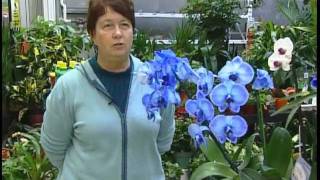 Gardening Tips - Orchids