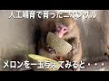母親に見捨てられ人工哺育で育ったニホンザルのモン吉とモン次。メロンを一玉丸ごと与えてみると意外な反応が!