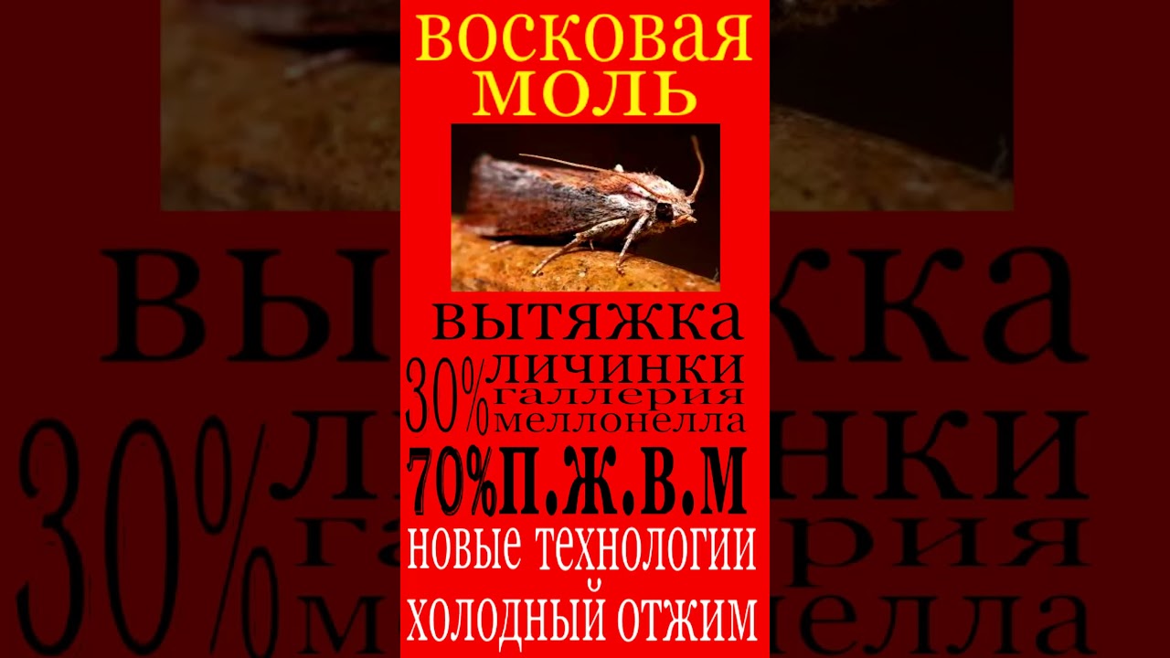 ГДЕ КУПИТЬ ВОСКОВУЮ МОЛЬ ОГНЁВКА ПЧЕЛИНАЯ ПОЛЕЗНЫЕ СВОЙСТВА #shorts #short #восковая_моль #огневка