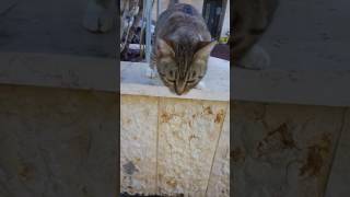 A cat miaouing and moving חתול מיילל וזז