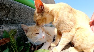 茶シロ猫を丁寧にグルーミングしてあげる茶トラ猫
