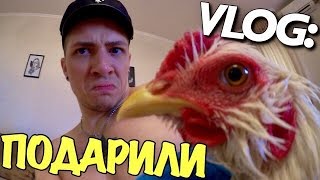 VLOG: МНЕ ПОДАРИЛИ ПЕТУХА / Андрей Мартыненко