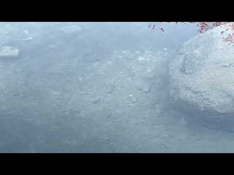 HARIYO FISH #shortsvideo #fypシ #youtubeshorts #fish#spring
