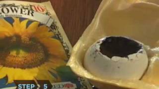 How to Start Seeds with Eggshells