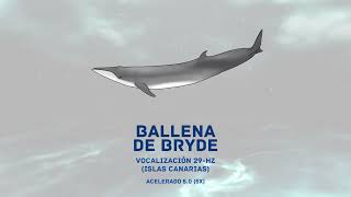 04 Ballena Bryde 2