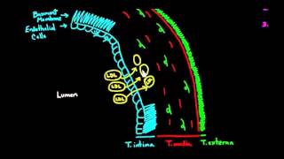 01   Blood vessel diseases   03   Atherosclerosis   part 1