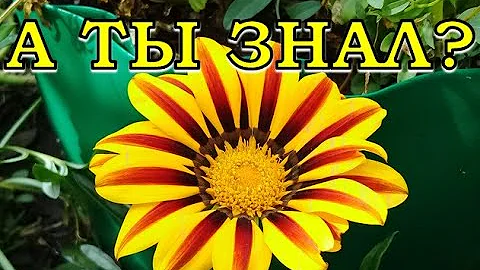 ГАЦАНИЯ  - чудо цветок, СЕЕМ СЕЙЧАС!🌻🌻🌻