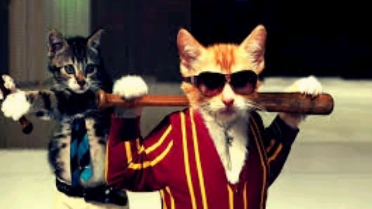 Funny cute & smart cats pictures cats pic YouTube