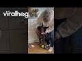 Dog Steals Baby's Pacifier || ViralHog