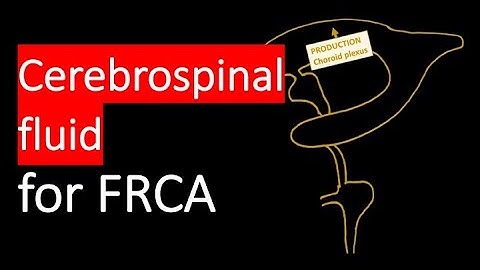 Cerebrospinal Fluid (CSF) explained - Function, Circulation and key differences