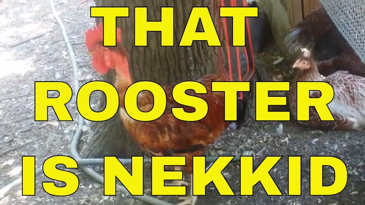 automatic waterers for horses reviews Red Naked-Neck Turken Rooster - Blue Laced Red Wyandotte Hens
