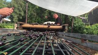 De Kersensorteerlijn