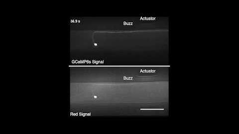 Pneumatic stimulation of C. elegans mechanoreceptor neurons in a microfluidic trap
