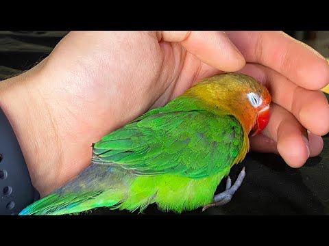 Video: How To Tame A Lovebird Parrot