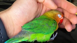 Cara MELATIH Burung Beo LoveBird Kecil Anda | Selangkah demi selangkah