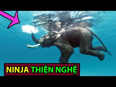 Video: Những loài động vật nguy hiểm nhất ở Châu Phi. Big African Five