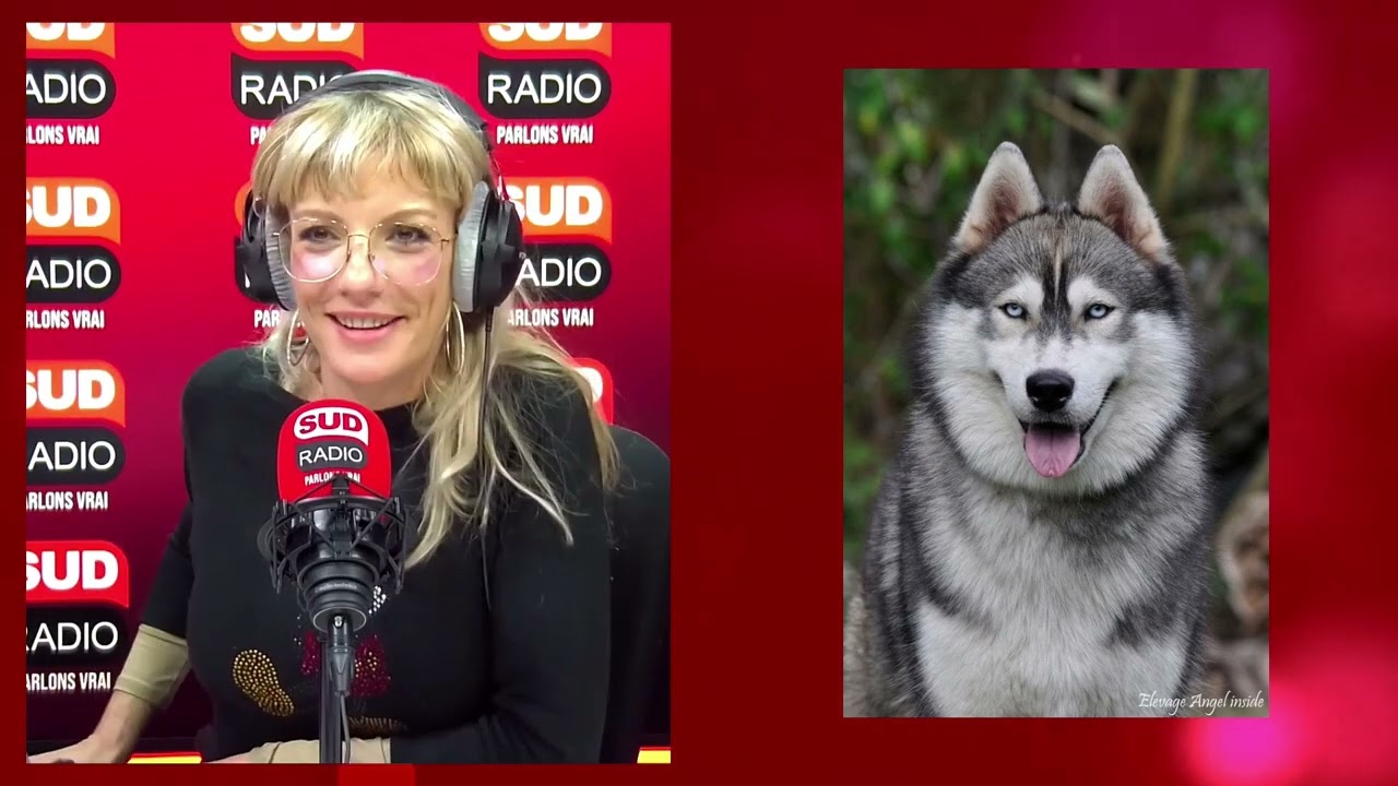 Un jour, un métier : découvrez le métier "passion" d'éleveur de huskys