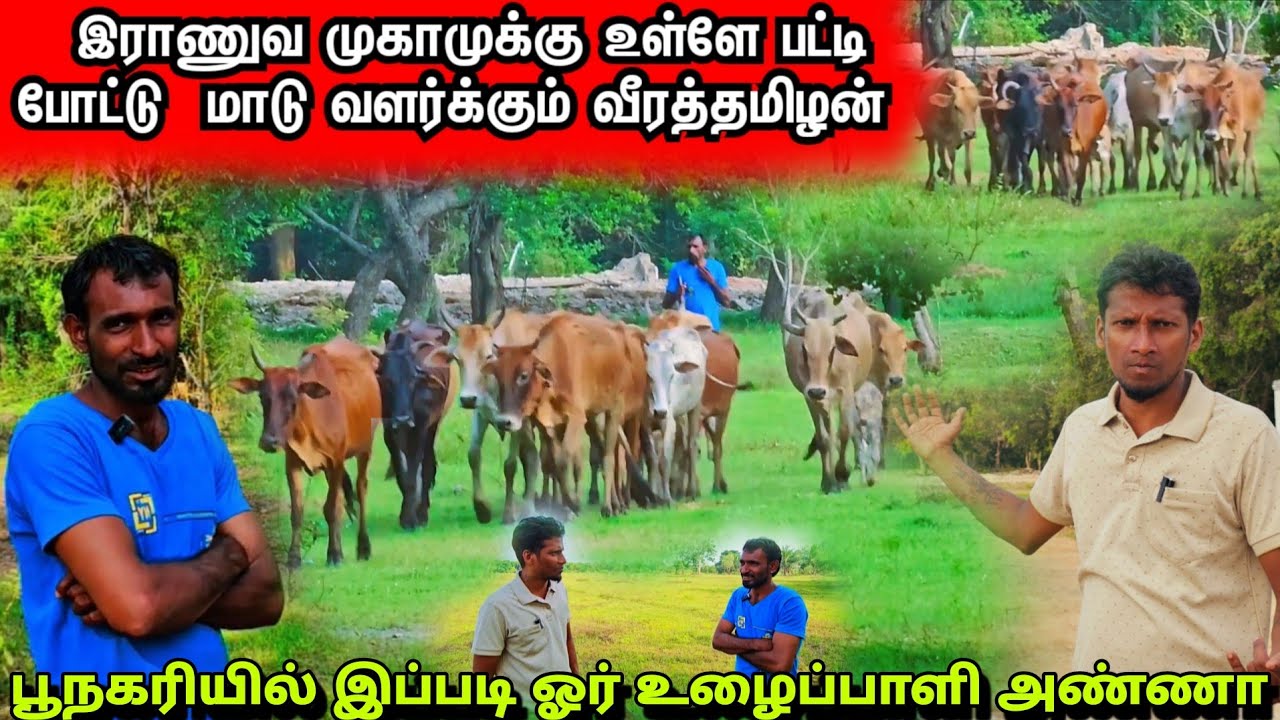 இராணுவ முகாமுக்கு உள்ளே பட்டி போட்டு மாடு வளர்க்கும் வீரத்தமிழன் @Spseelanvlogs126 