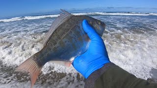 Surf Perch Fishing: Conquering the Beach in 2024