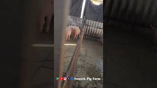 Pig husbandry training in Pune Maharashtra #swastikpigfarm #pig #businessideas #piggerybusiness