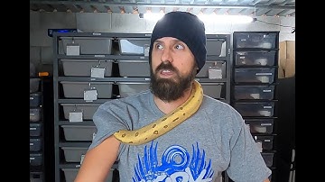 SNEAK PEEK #4 into the Ball Python breeding season 2020/2021! Enchi, pinstripe, and leopards OH MY!