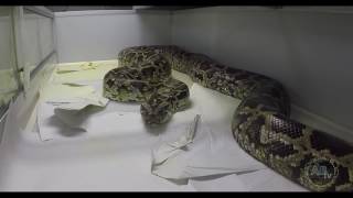 Giant Python Strikes Snake Man! Ep 423   SnakeBytesTV   AnimalBytesTV   YouTube