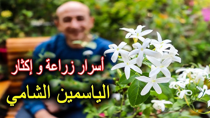 زراعة الياسمين الهندي: أسرار العناية والازهار الوفير في أجواء الخليج الحارة - طرق إكثار الياسمين الهندي: الأفضلية للعُقل