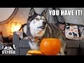 Husky Tries To THROW A PUMPKIN At ME! He Really Didn't Want it!