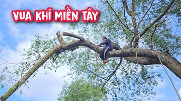 Vua Khỉ cưa cây Bần có nhánh ngã lên cây cầu do mưa bão.