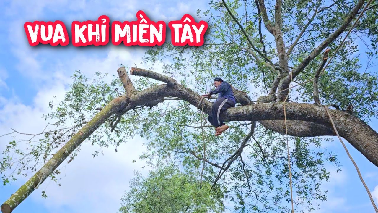 Vua Khỉ cưa cây Bần có nhánh ngã lên cây cầu do mưa bão.