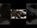 くつろぎタイム #猫 #猫のいる暮らし #癒し