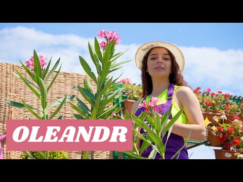 Video: Oleander Bitki Məlumatı - Oleander kollarına necə qulluq etməli