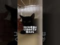 職場倉庫で保護した猫『あずき』9日目：黒猫も我が家にお迎えすることに・ #猫 #ねこ #保護猫