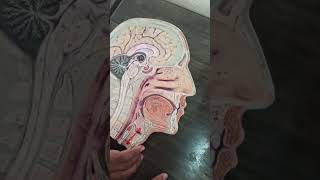 মস্তিষ্কের হেমিসেকশন |Hemisection of the Brain|Sir Salimullah Medical College Anatomy Class