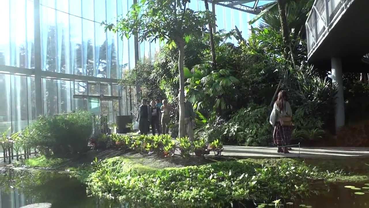 新宿御苑の温室で水生植物 蓮の花など を鑑賞する Youtube