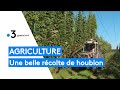 Ref:brXJnARgrbk Agriculture : une r�colte de houblon prometteuse