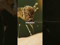 The World's Most Dangerous Creature Revealed!
