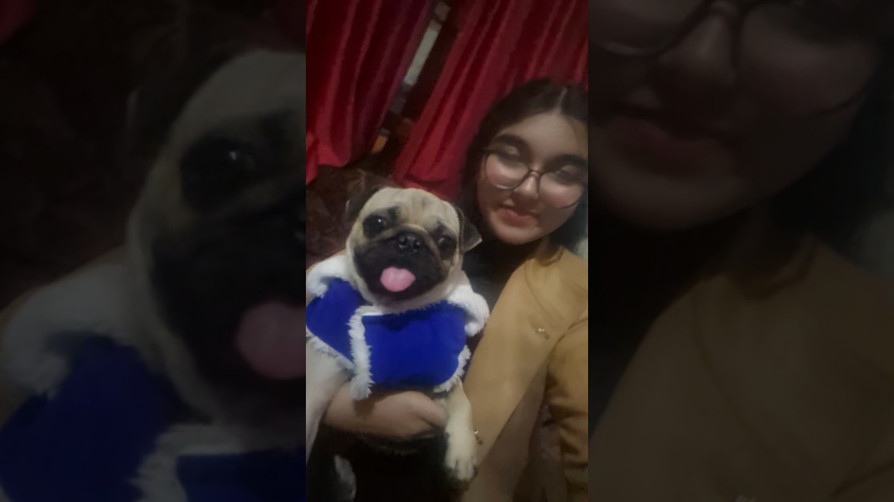 My Little companion🐶🌸| Dog | Dhurender 