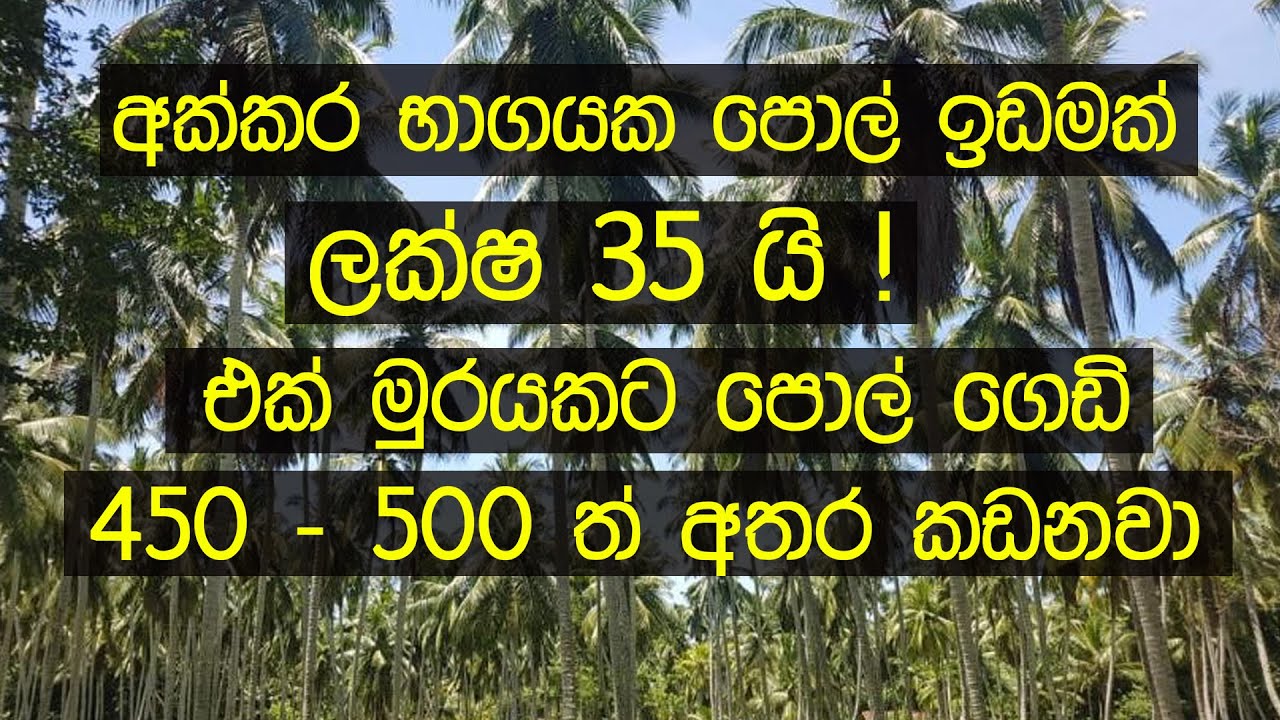 Land Sale in Sri Lanka Pol Idam Low Budget Land Sale in Sri Lanka ! Aduwata Idam Gewal