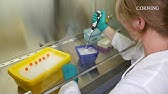 ヒトips細胞から気道 肺胞上皮細胞への効率的な分化誘導法 京都大学 大学院医学研究科 呼吸器疾患創薬講座 呼吸器内科 特定准教授 後藤 慎平 Youtube ヒトips細胞から気道 肺胞上皮細胞への効率的な分化誘導法 京都大学 大学院医学研究科 呼吸器疾患創薬講座 呼吸器内科 特定准教授 後藤 慎平 Youtube