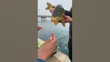 Cây gỡ lưỡi siêu nhanh, móc câu cá lóc, cá trê siêu tốc fishing hook remover🐟🎣 #fishing #shorts