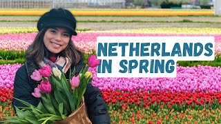 How To Enjoy The Tulips In The Netherlands Your Ultimate Guide