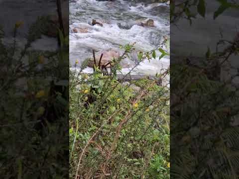 pairoa walking track - YouTube